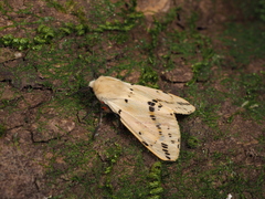 Spilarctia seriatopunctata