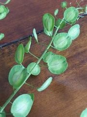 Thlaspi arvense
