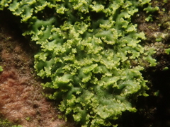 Phaeophyscia nigricans