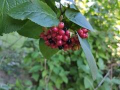 Viburnum lantana