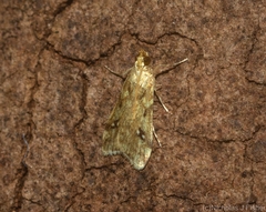 Scoparia atrochroa