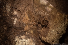 Paradromulia ambigua