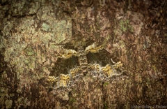 Crasilogia gressitti