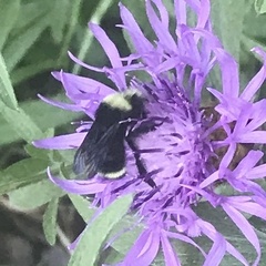 Bombus vosnesenskii