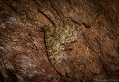 Crasilogia gressitti