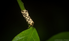 Goniosema anguliscripta