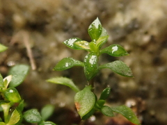 Arenaria serpyllifolia