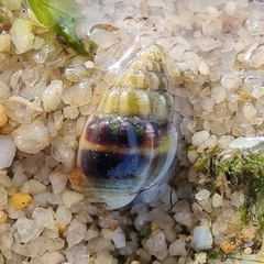 Nassarius jacksonianus