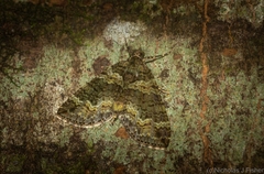 Crasilogia gressitti