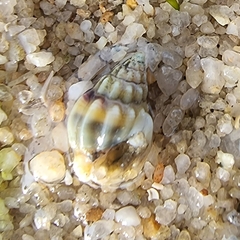 Nassarius jacksonianus