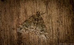 Crasilogia gressitti