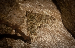 Crasilogia gressitti