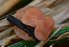 Myriosclerotinia curreyana