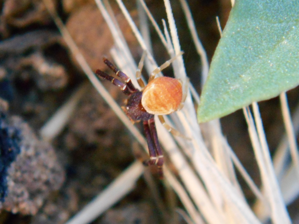 Thomisus zyuzini