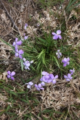 Viola pedata