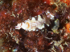 Hypselodoris