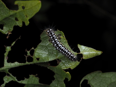 Illiberis consimilis