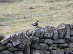 Turdus torquatus
