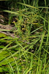 Cyperus imbricatus
