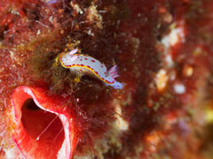 Hypselodoris bennetti