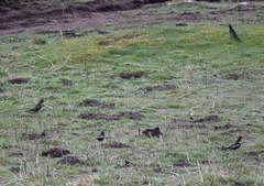 Turdus torquatus