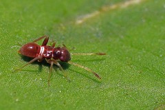 Miris striatus