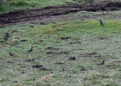 Turdus torquatus