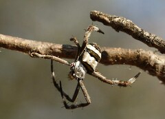 Argiope aurocincta