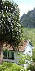 Dracaena cochinchinensis