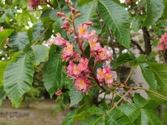 Aesculus × carnea
