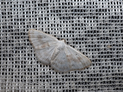 Lomographa temerata