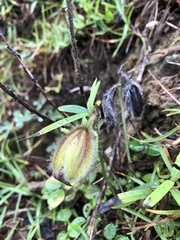 Crotalaria calycina