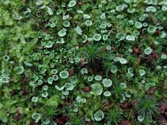 Cladonia humilis