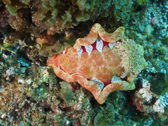 Hexabranchus sanguineus