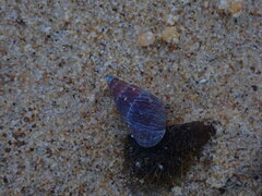 Phasianotrochus eximius