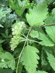 Hydrophyllum tenuipes