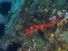 Epinephelus fasciatus