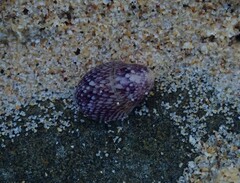 Neripteron violaceum