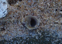 Neripteron violaceum