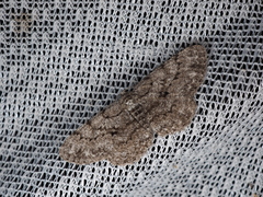 Hypomecis kuriligena