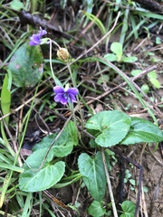 Viola confusa