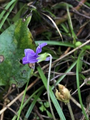 Viola confusa