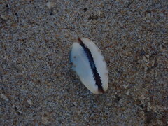 Purpuradusta gracilis