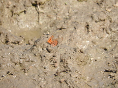 Acraea neobule