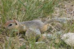 Urocitellus undulatus