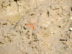 Acraea neobule