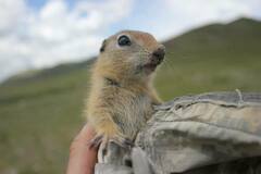 Urocitellus undulatus