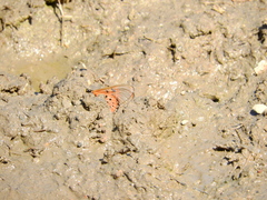 Acraea neobule