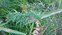 Artemisia verlotiorum
