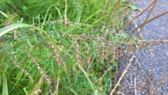 Artemisia verlotiorum